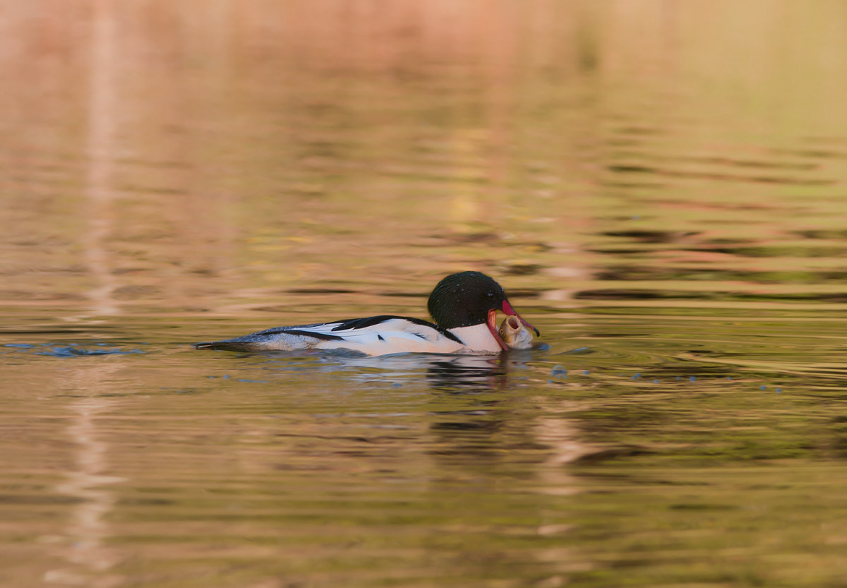 Merganser fishing