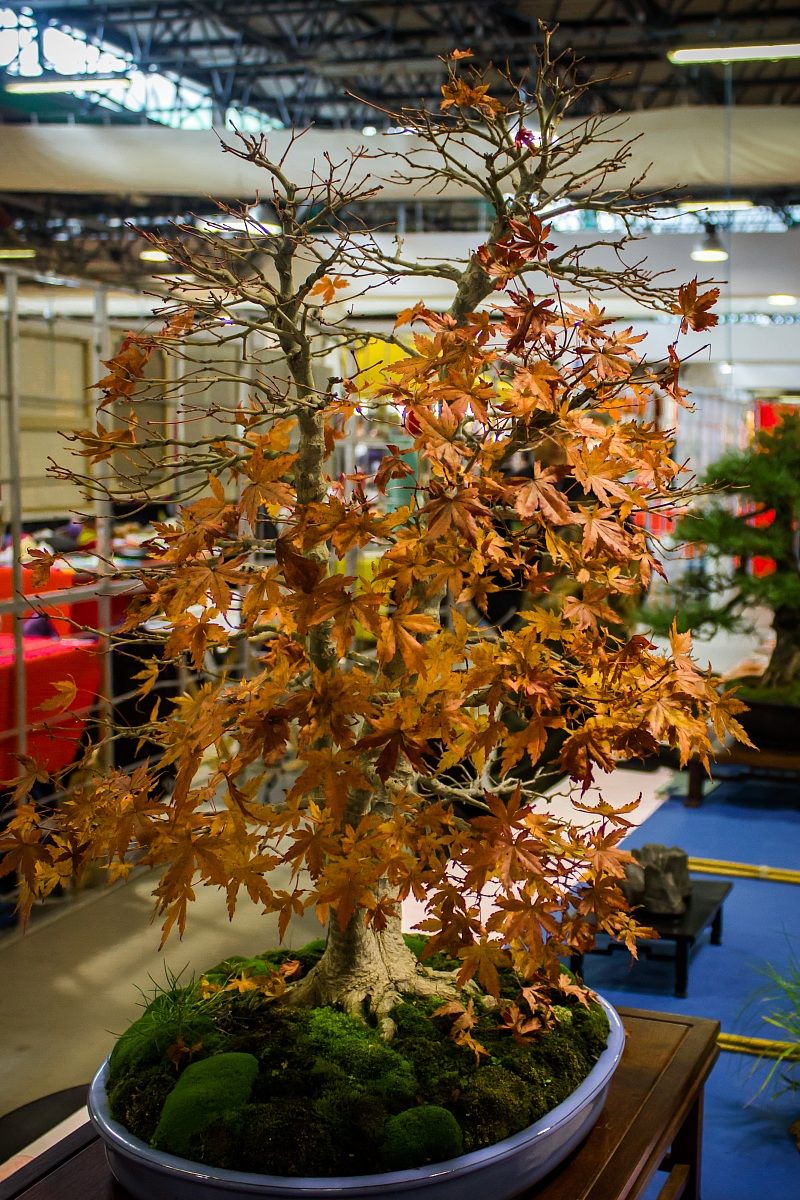 E' autunno anche per i Bonsai...