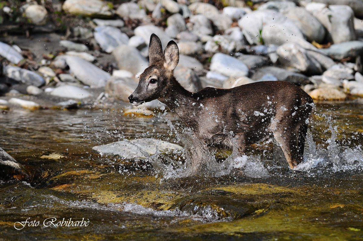 Capriolo al guado .....