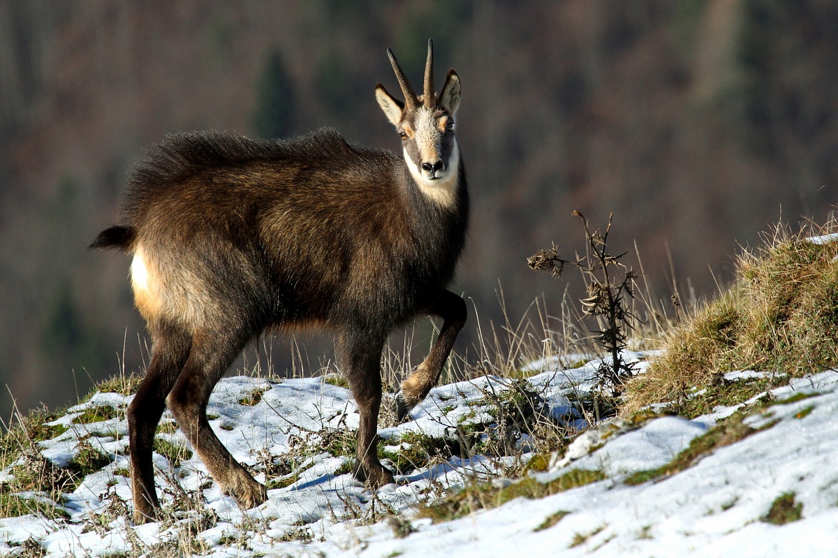 Chamois