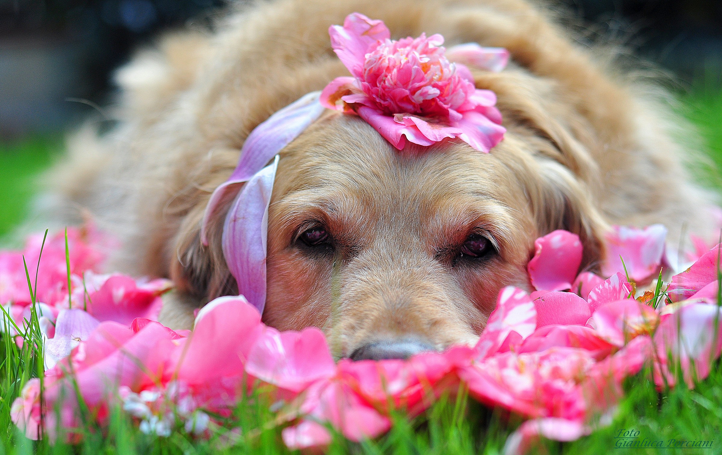 Dog ... American Beauty