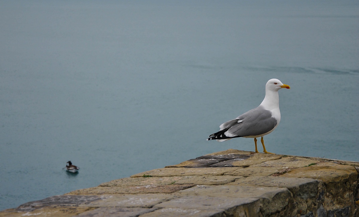 Il Gabbiano e il Pescatore