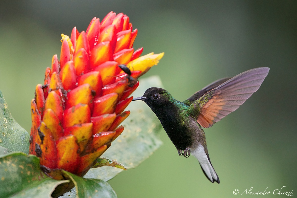 Colibri ventregrigio