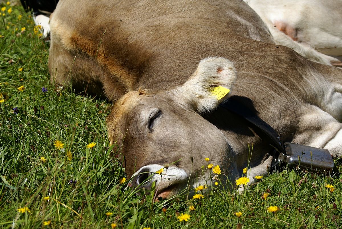 sweet sleep .... sleep .......