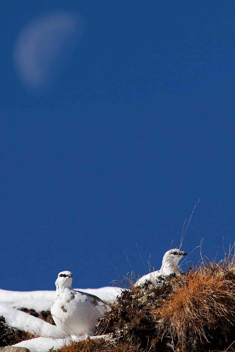 In coppia sotto la luna