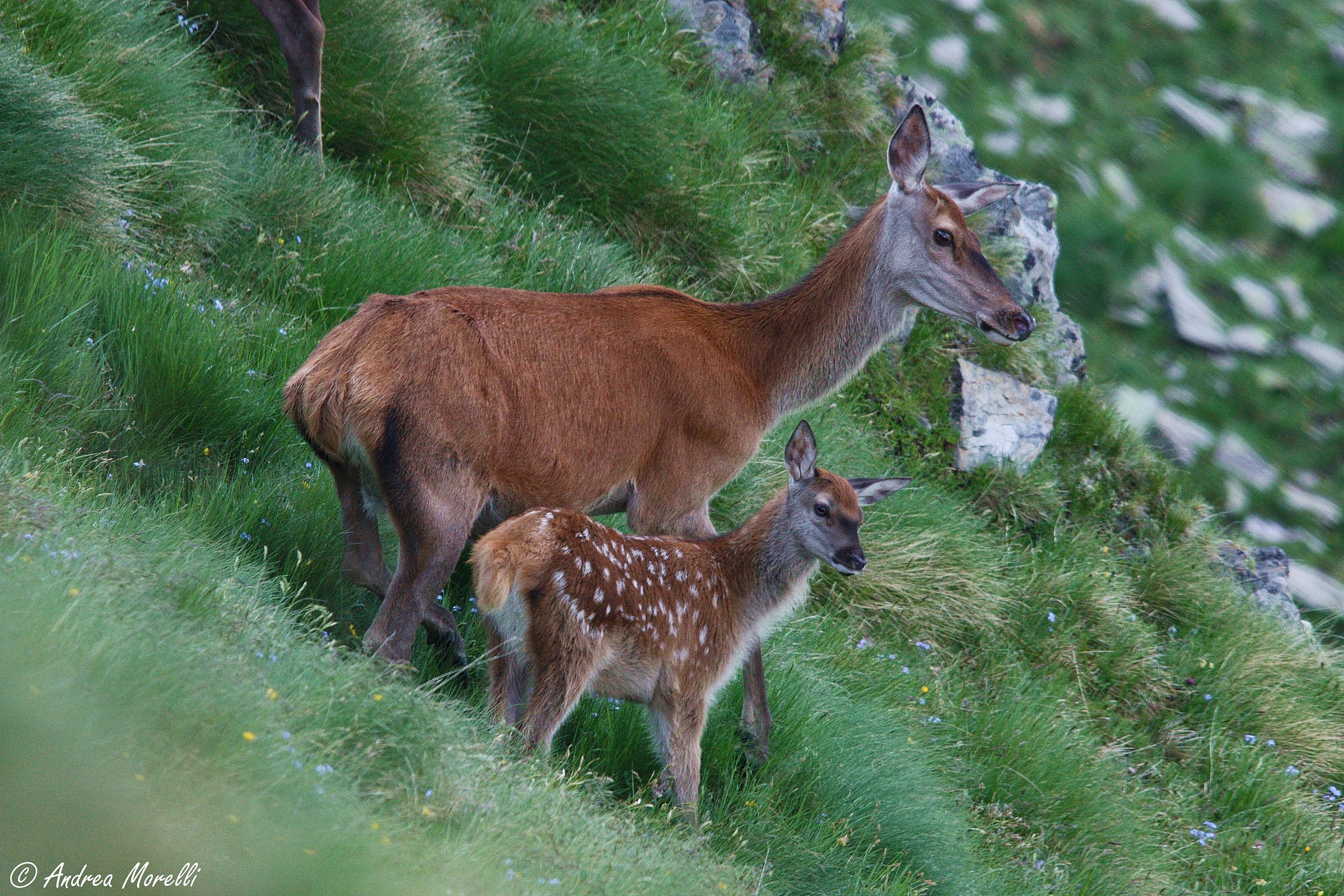 Deer in high altitude, mom and her little