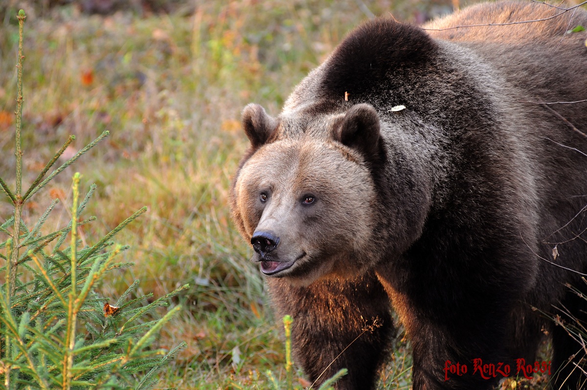 orso bruno