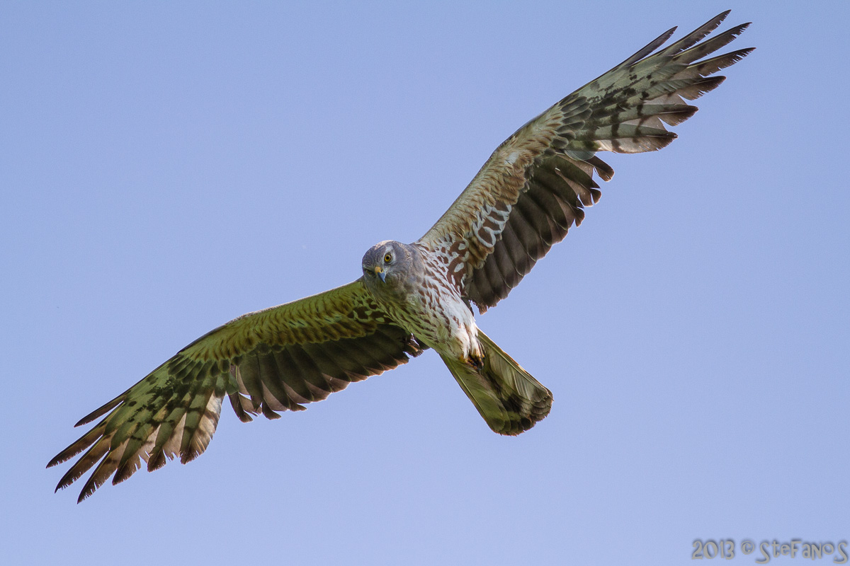 Albanella minore maschio secondo calendario