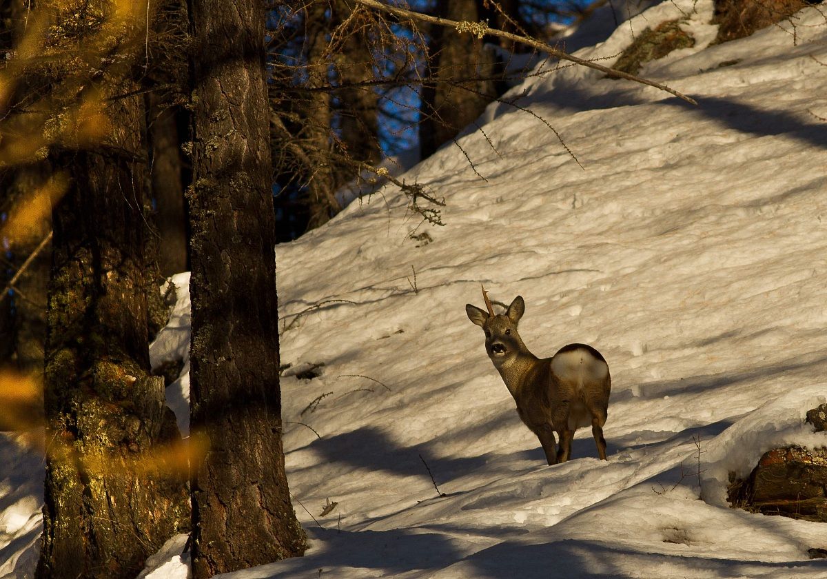 in the shadows of sunset