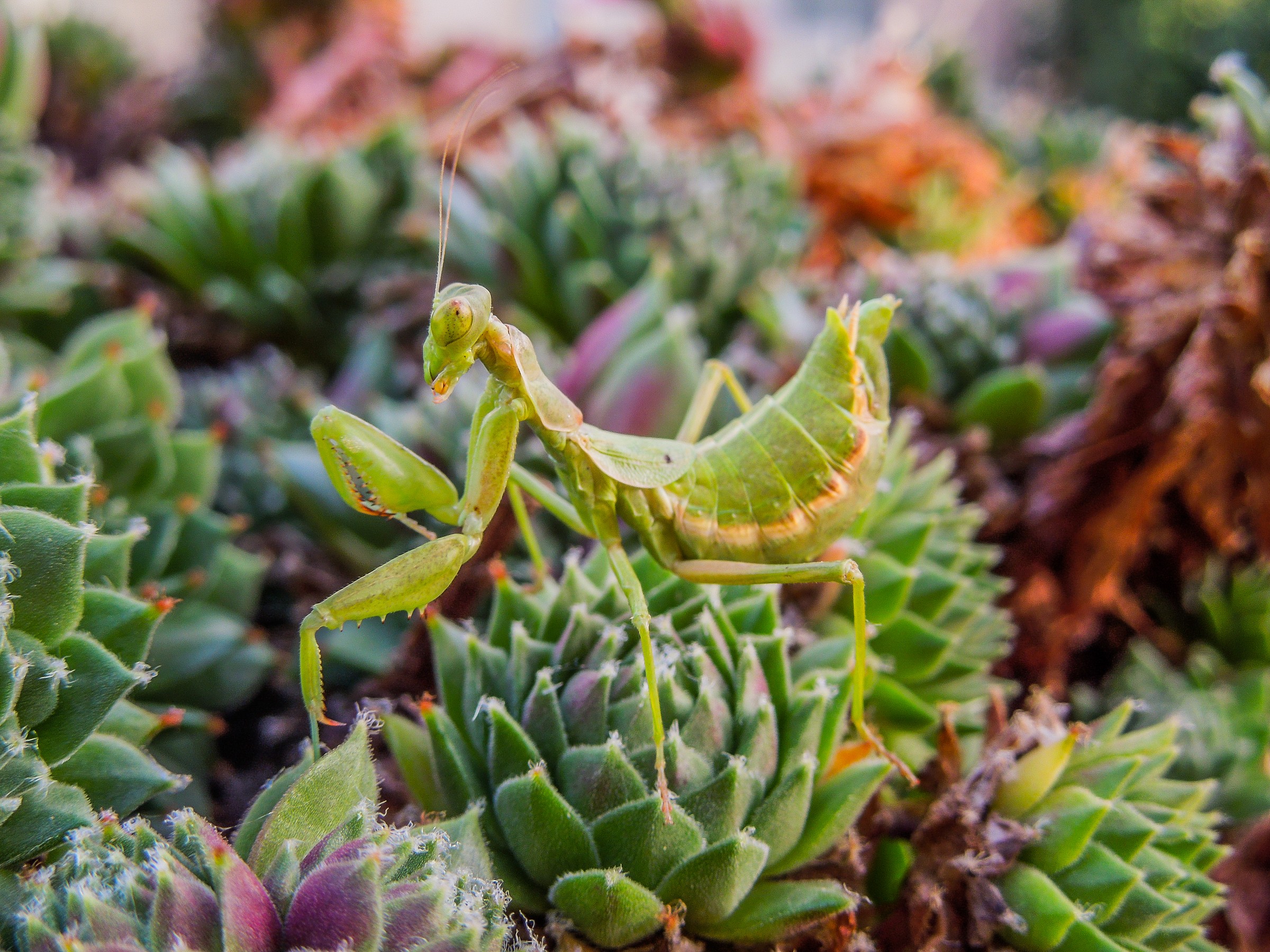 La spia mimetica osserva...