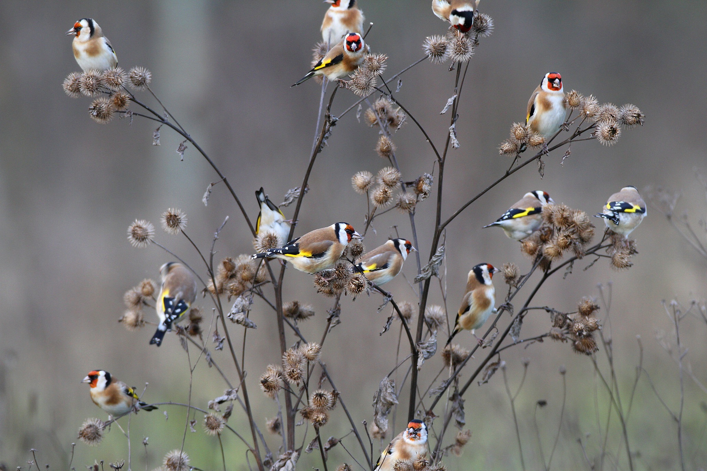 Goldfinches