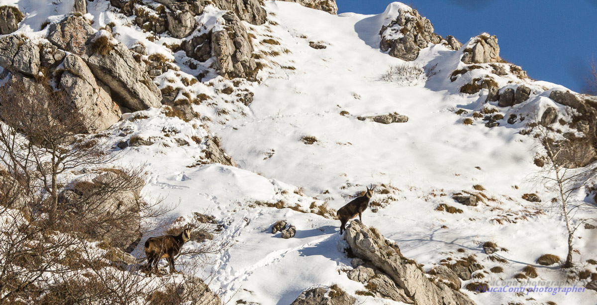 chamois, Rupicapra Rupicapra