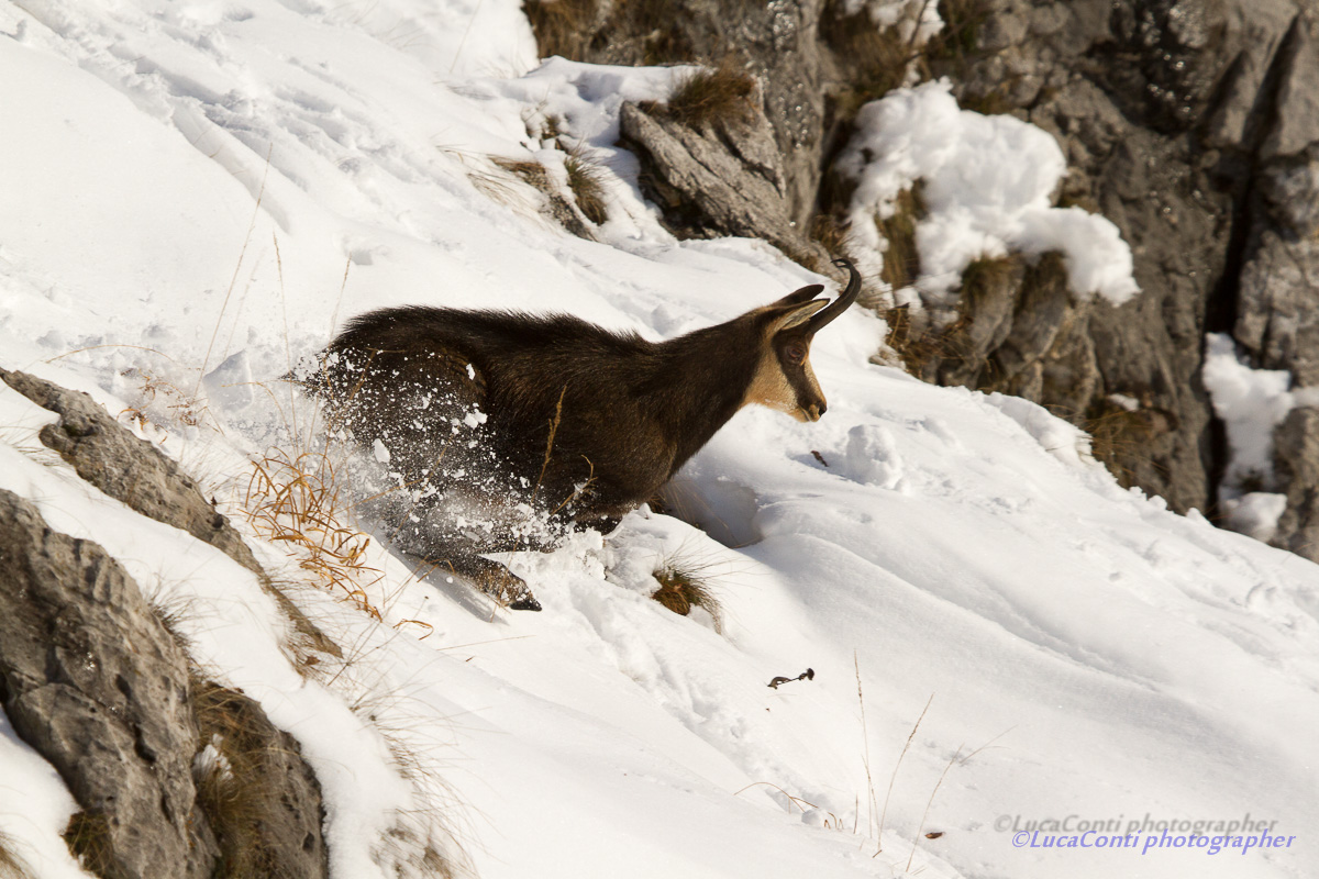 chamois, Rupicapra Rupicapra