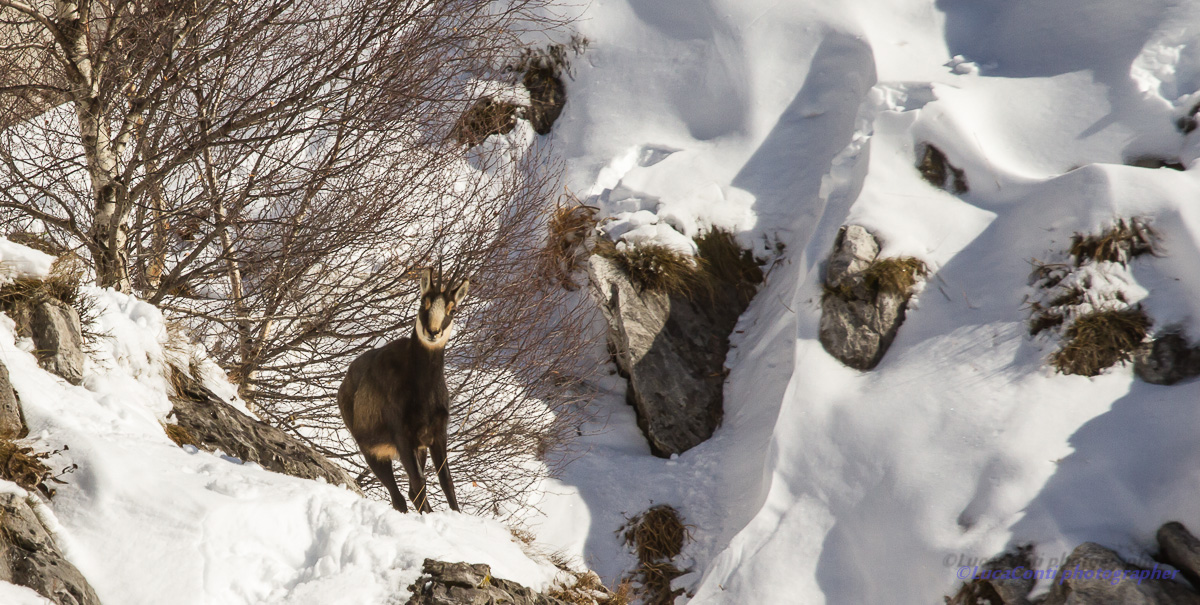 chamois, Rupicapra Rupicapra