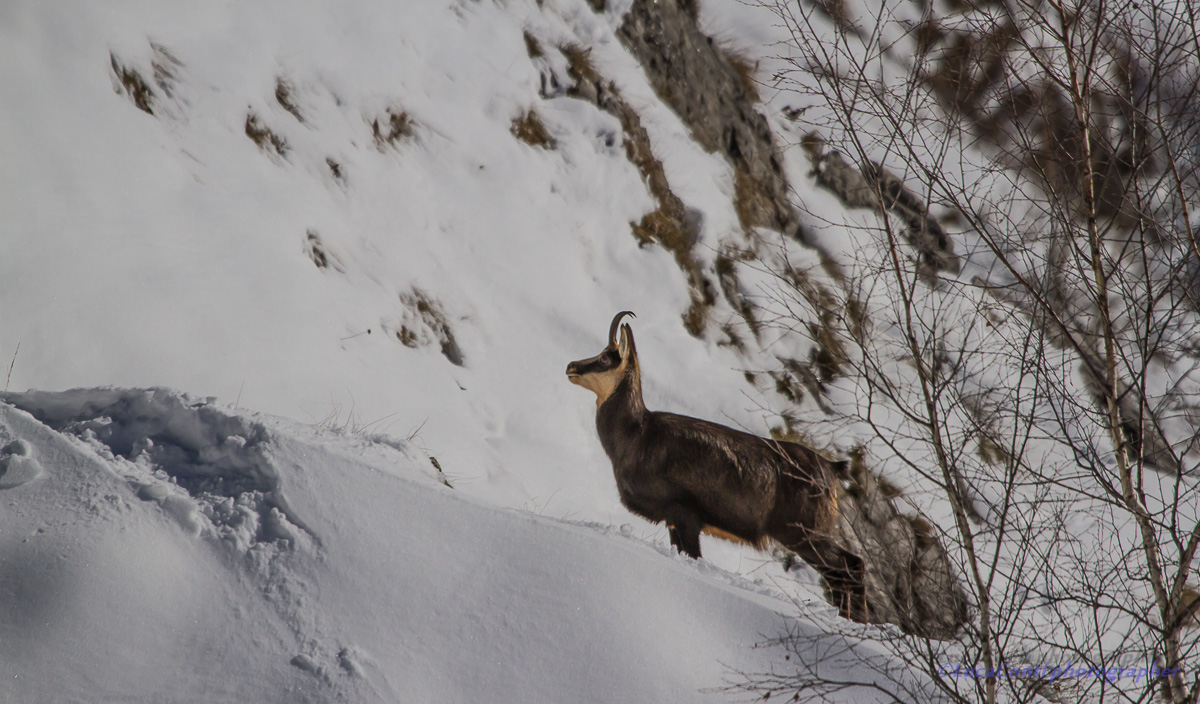 chamois, Rupicapra Rupicapra