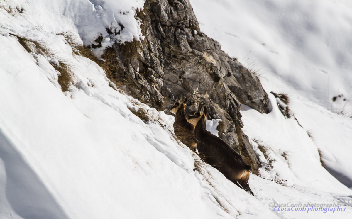 chamois, Rupicapra Rupicapra