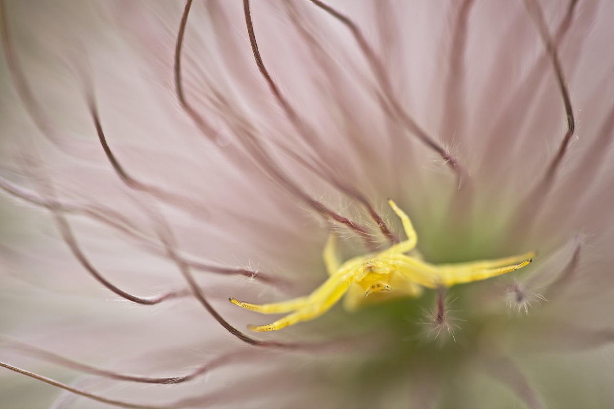 Misumena vatia