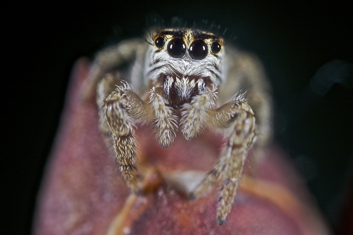 Macaroeris nidicolens