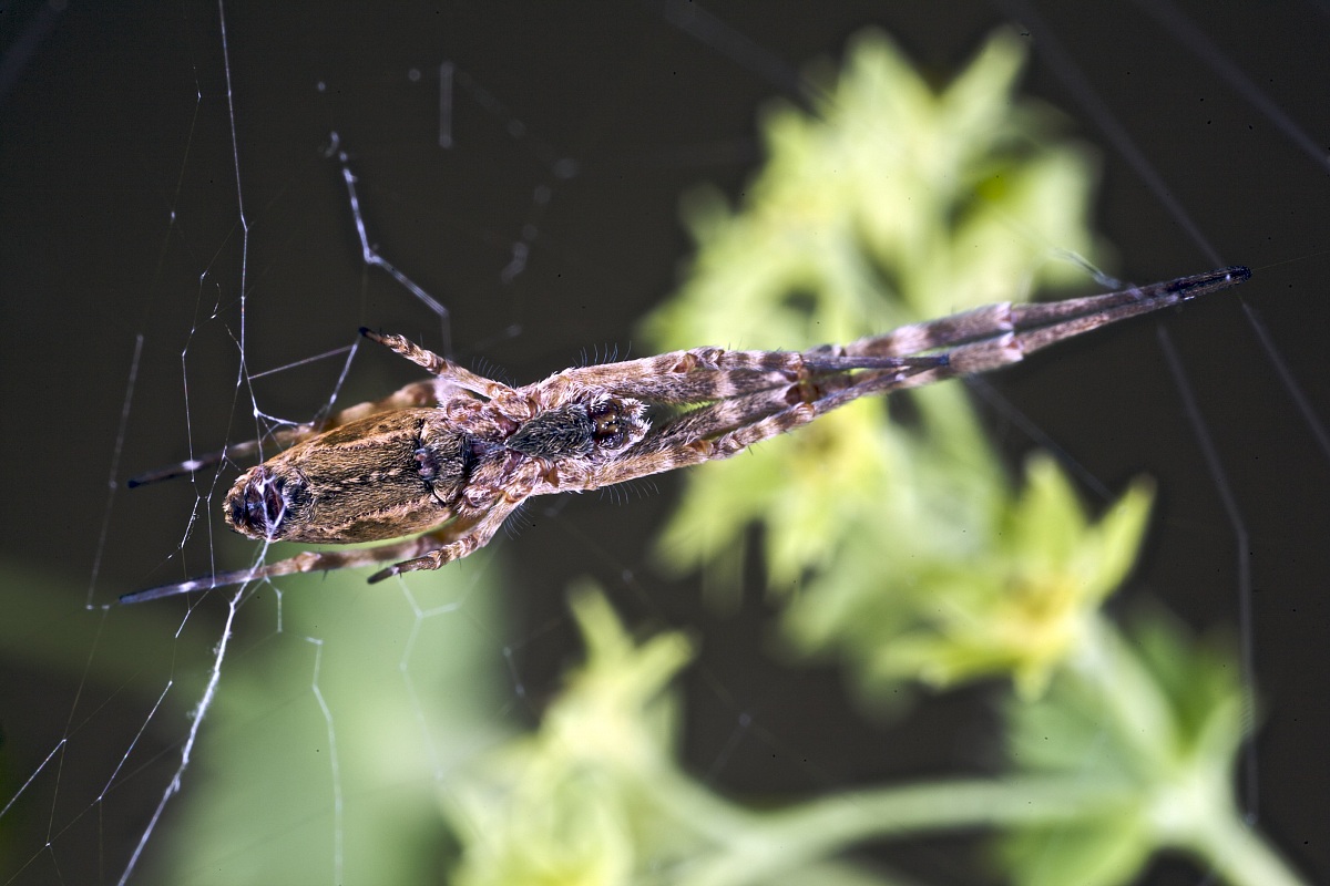 Uloborus walcknerianus