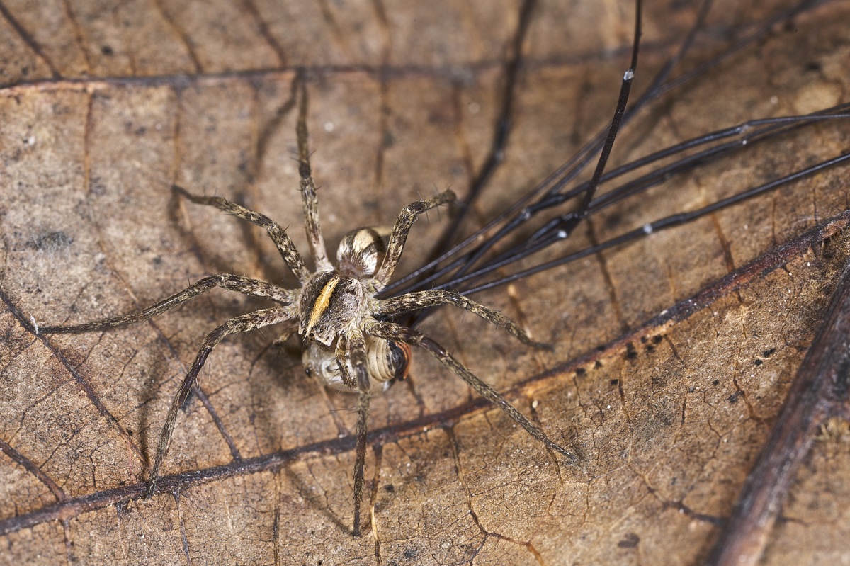 Pisaura mirabilis con preda (Opilionide)
