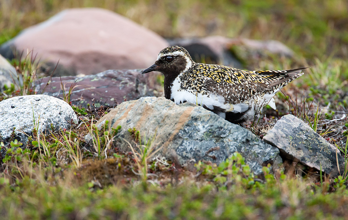 Golden Plover