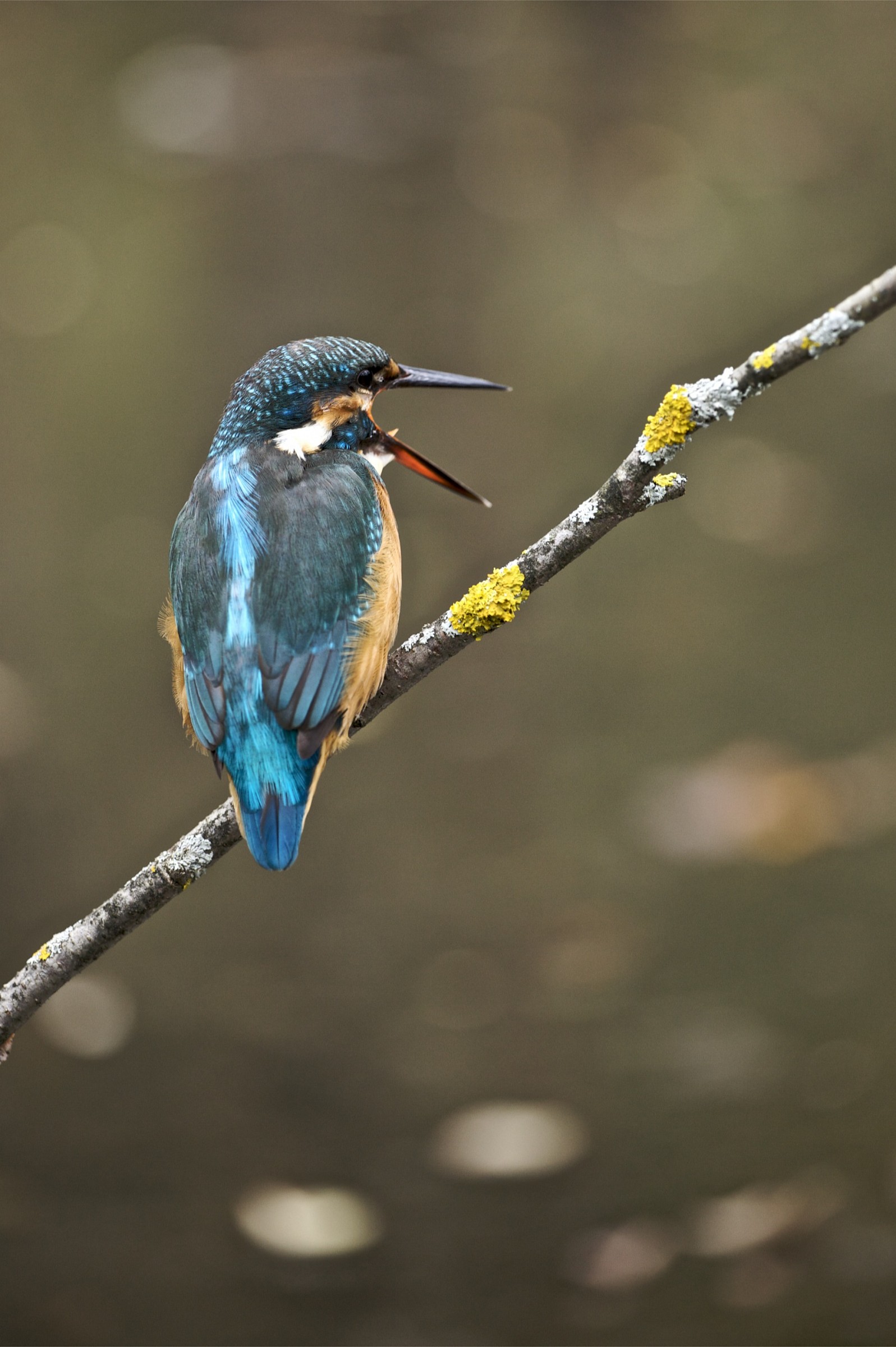 Alcedo atthis (while ejecting a wad)