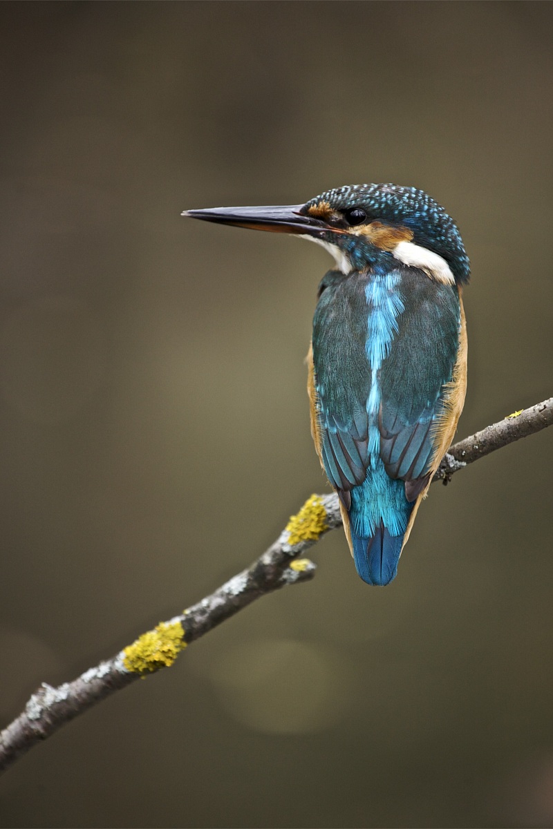 Alcedo atthis (female)