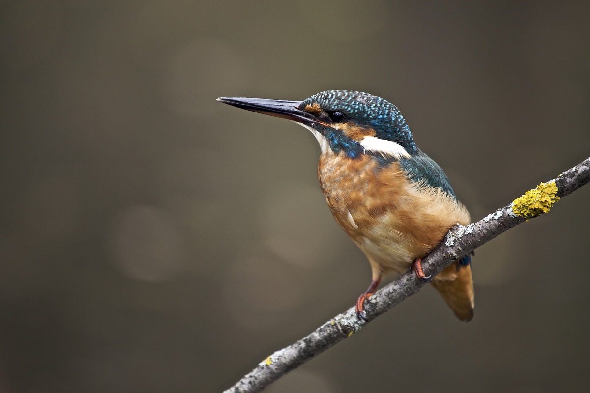 Alcedo atthis (female)