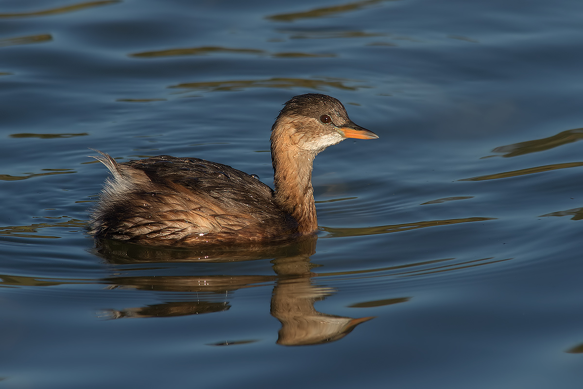 Little Grebe at dawn ....