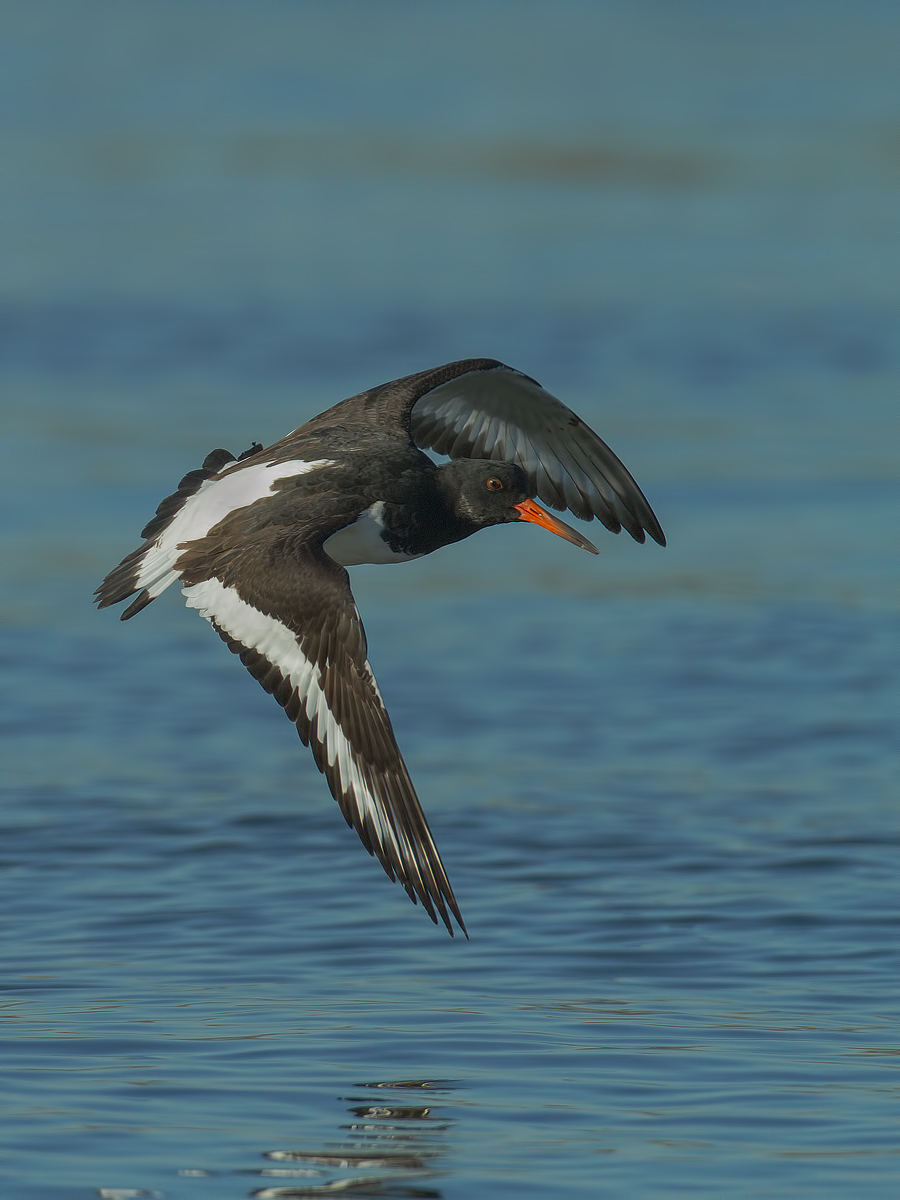oystercatcher