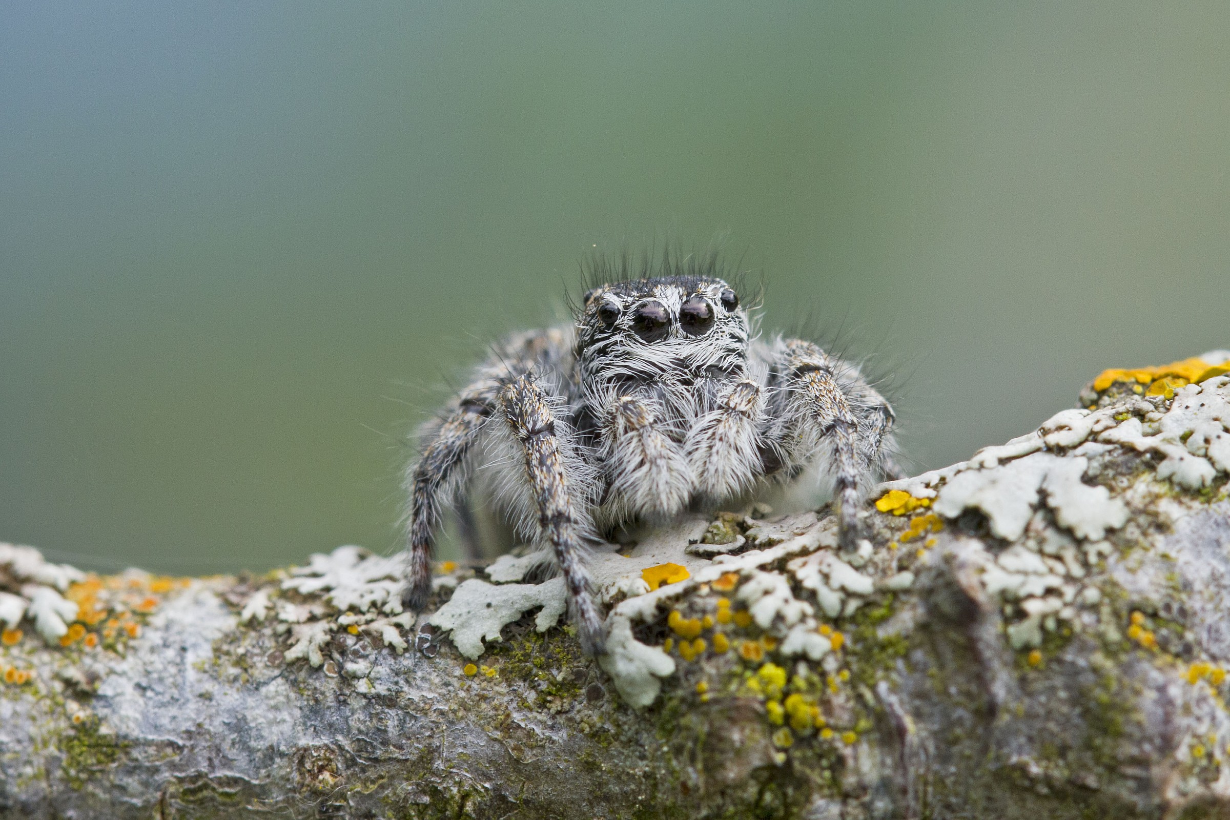 Jumping spider