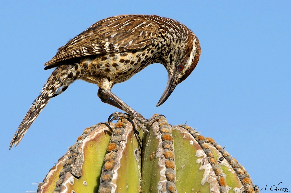 Cactus Wren