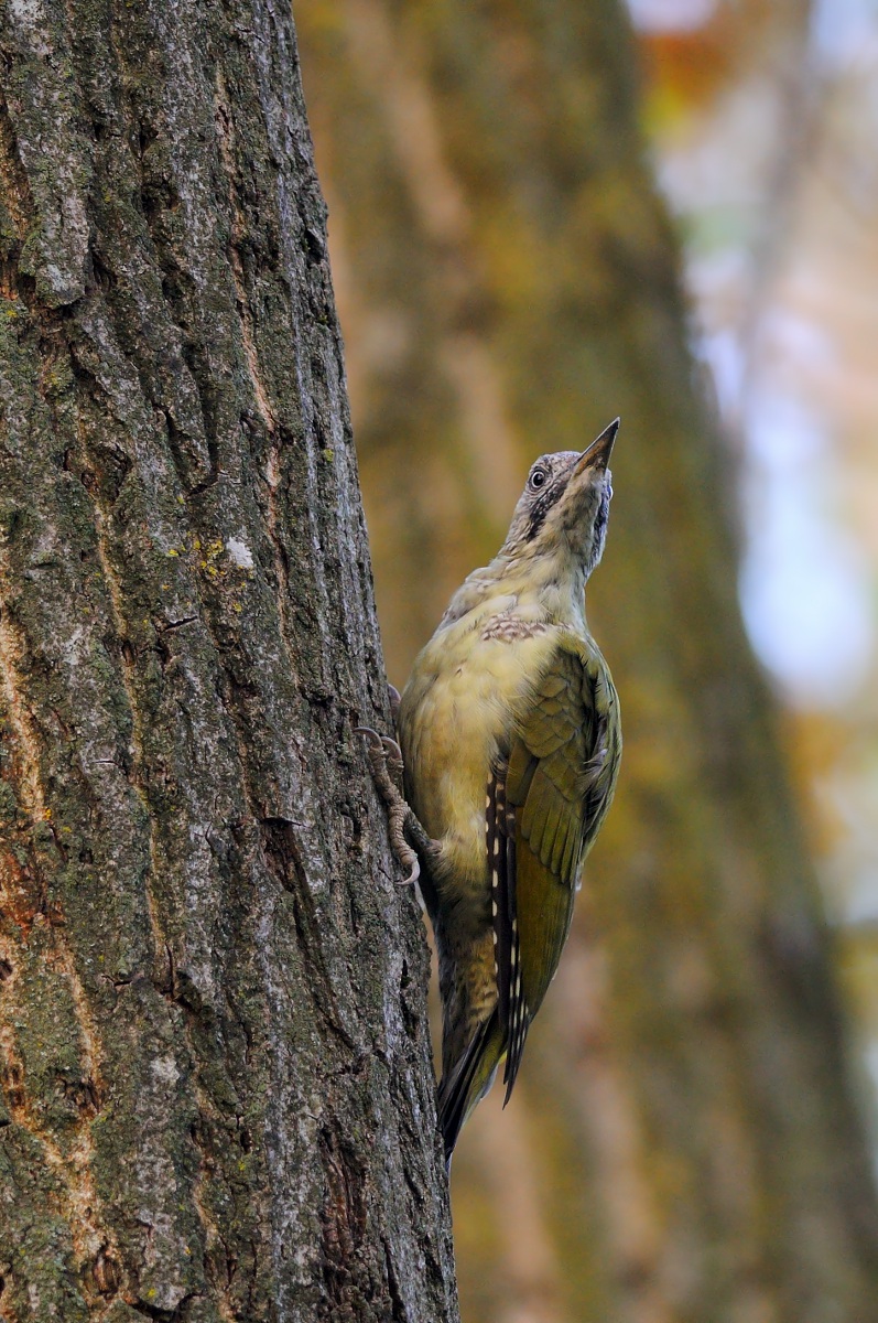 Green Woodpecker
