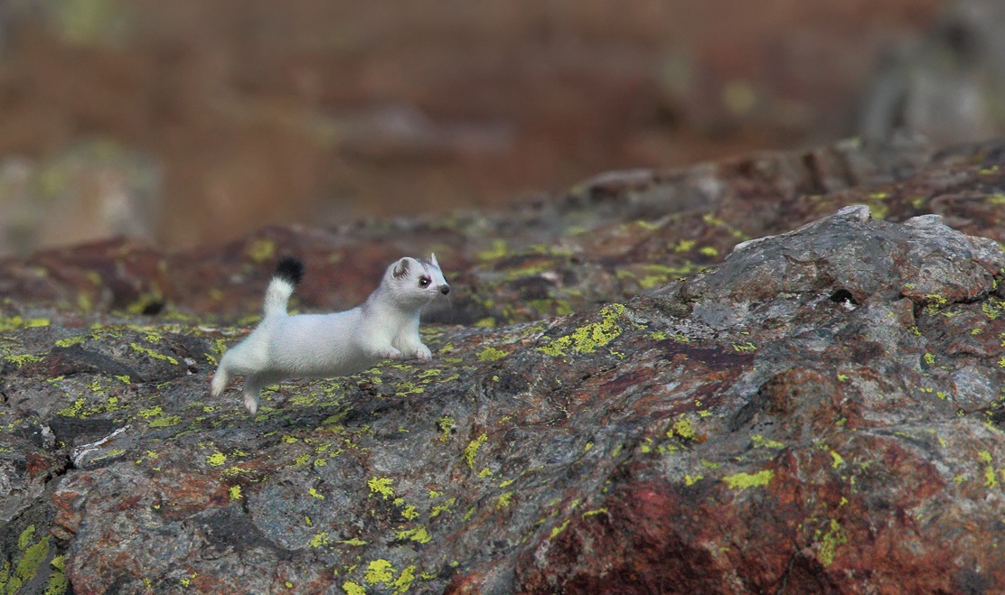 Stoat in flight
