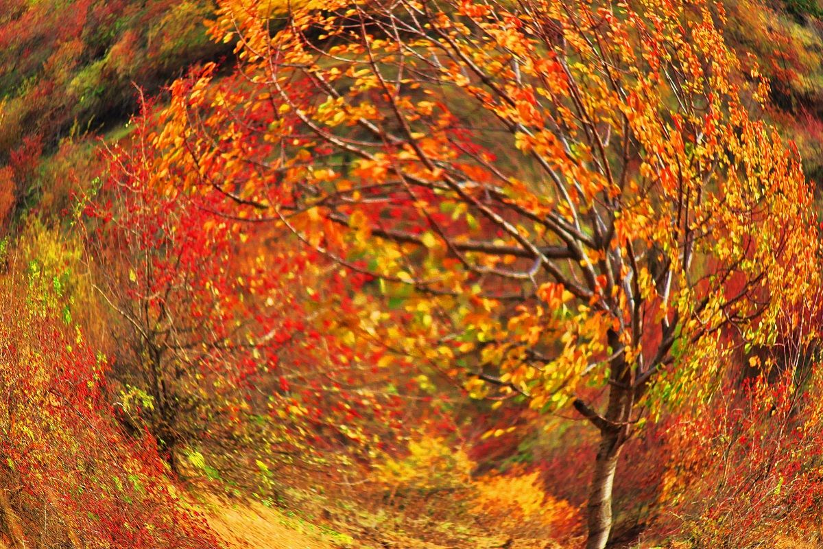 catturato nel vortice di autunno