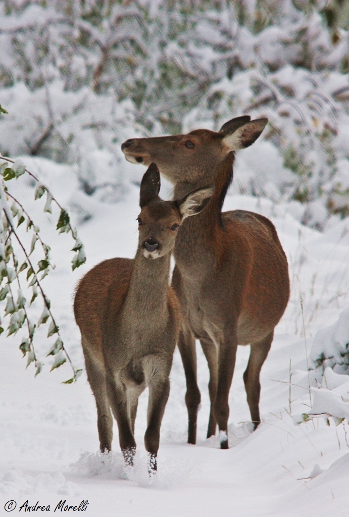 Cervus elaphus - In the snow ...