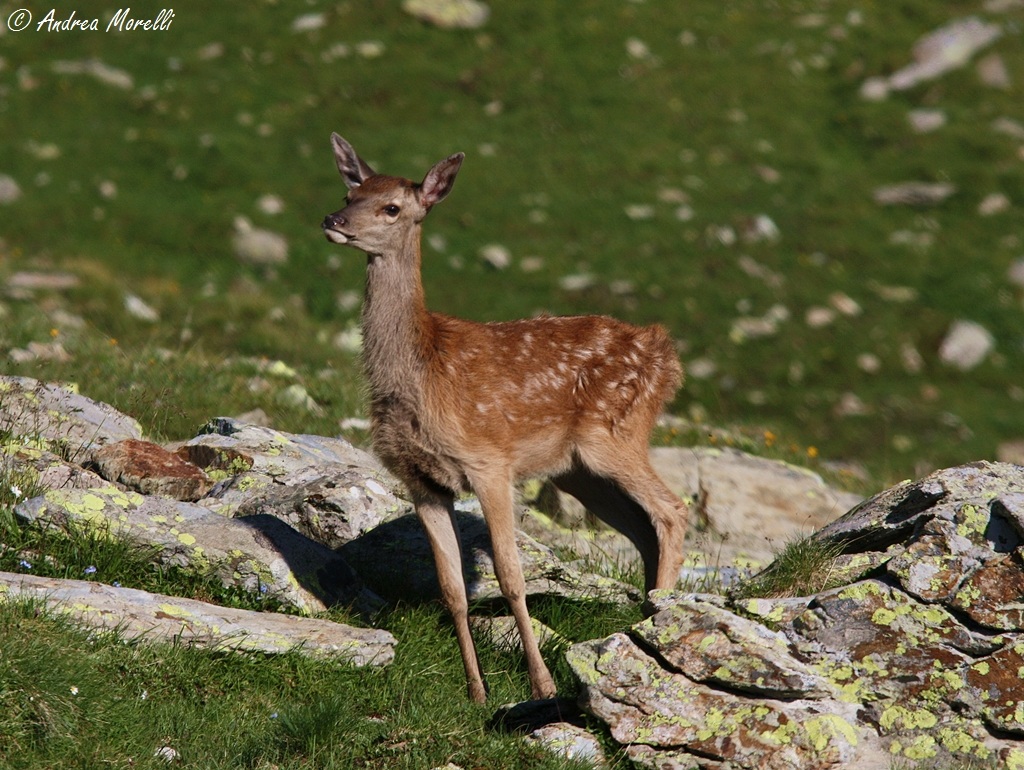 Cervus elaphus - Small fawn at high altitude