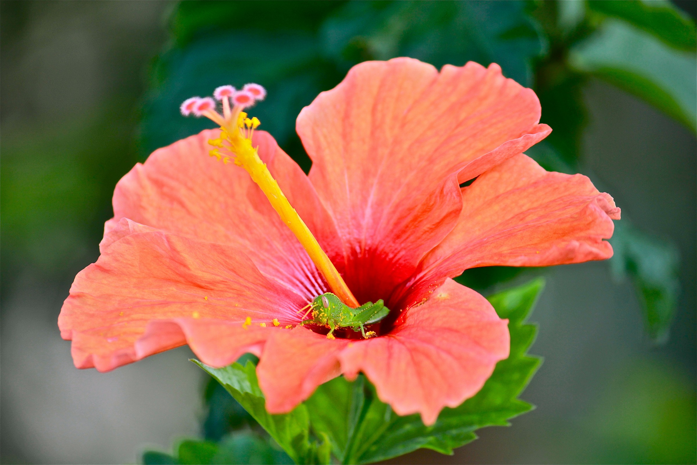 Hibiscus con intruso