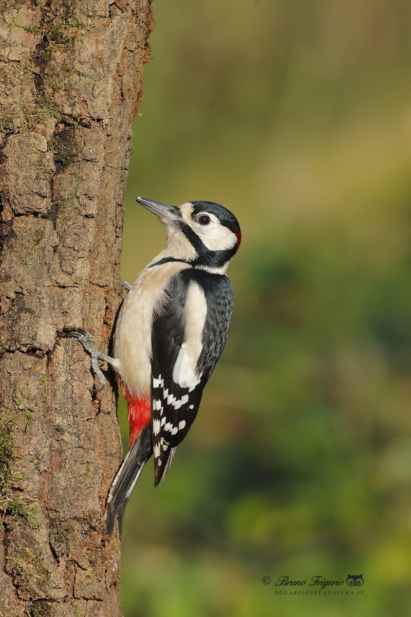 woodpecker