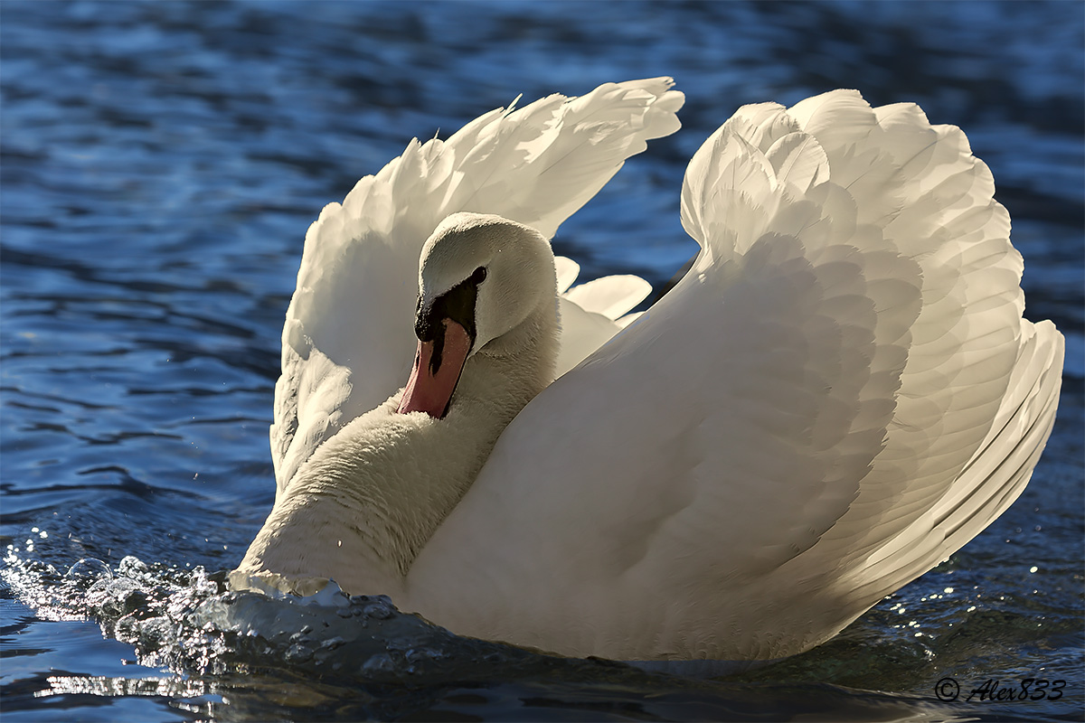 Swan