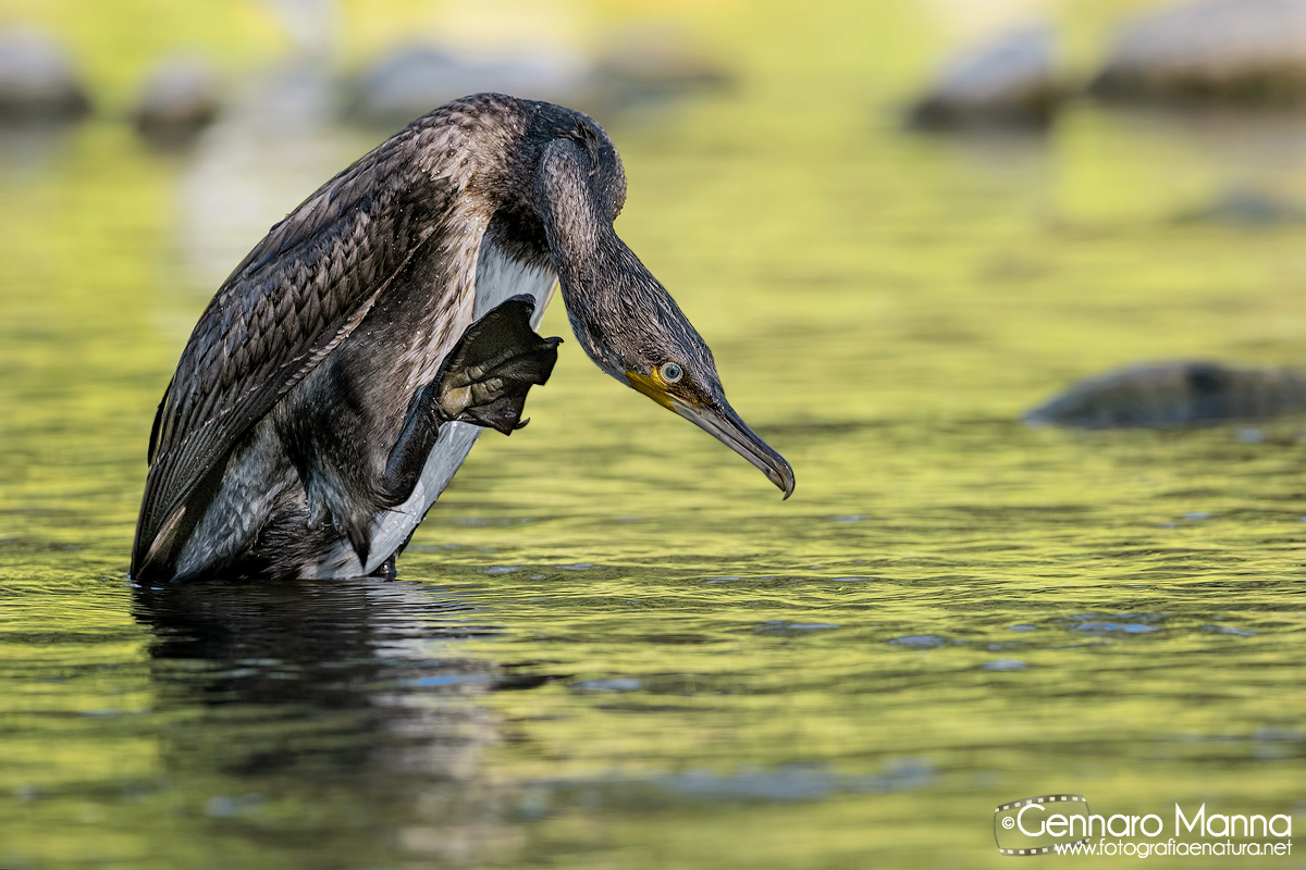 Cormorano (Phalacrocorax carbo)