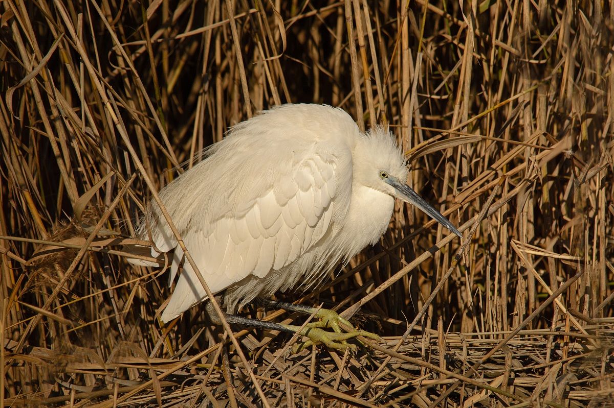Garzetta al tramonto...