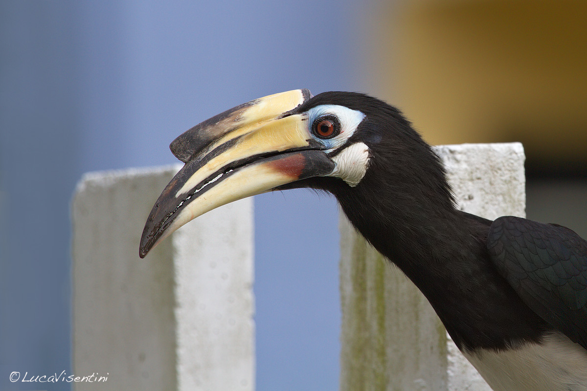 Eastern black and white hornbill