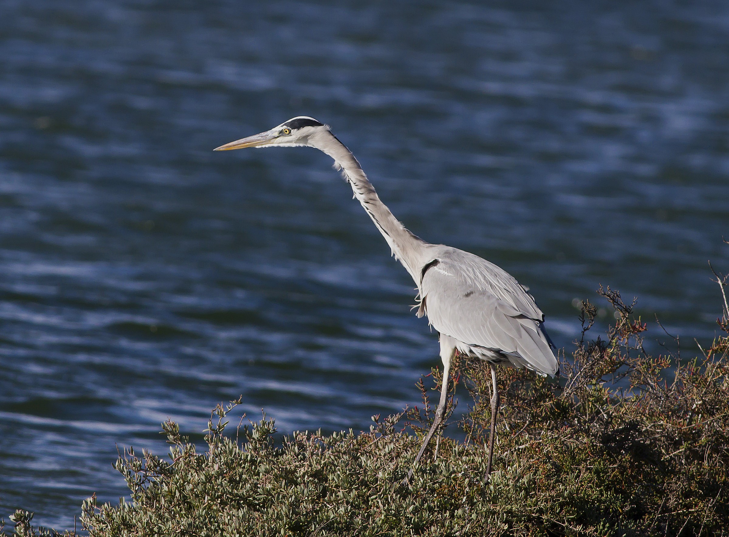 gray heron