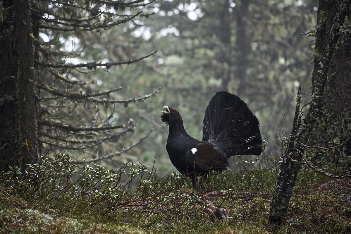 Tetrao urogallus 1