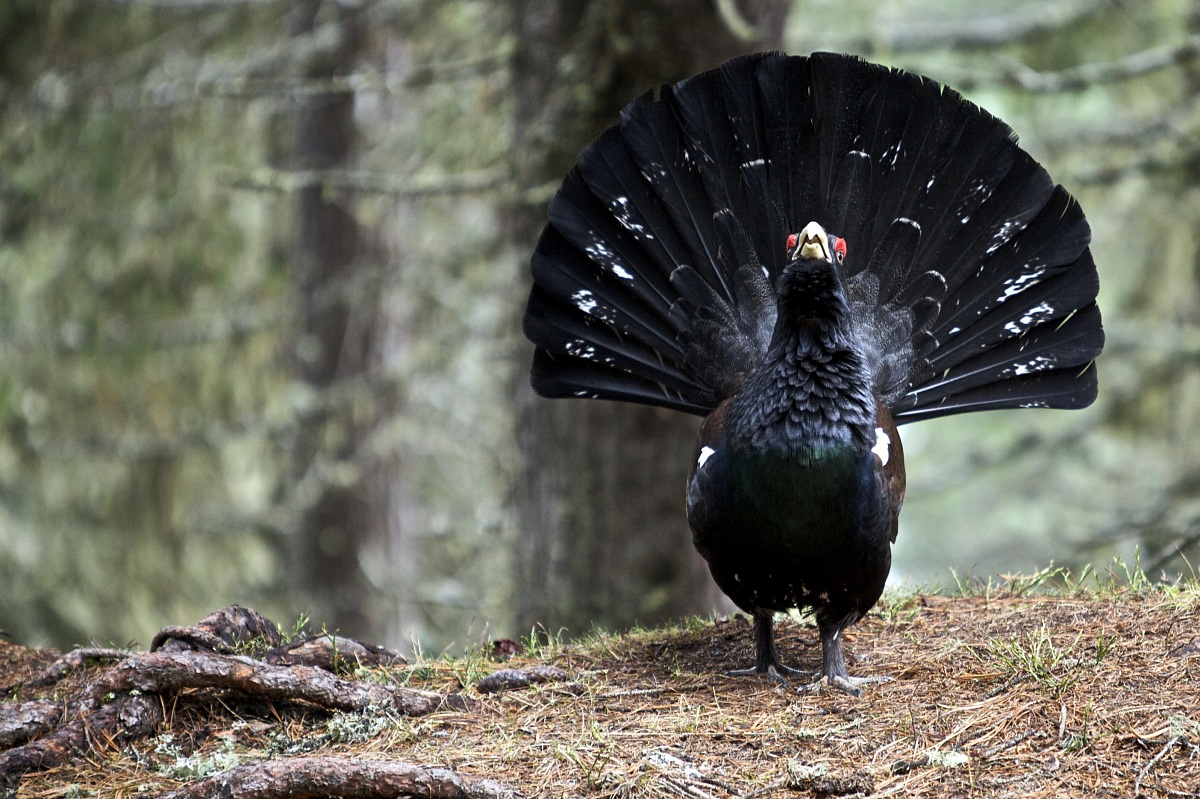 Tetrao urogallus 2