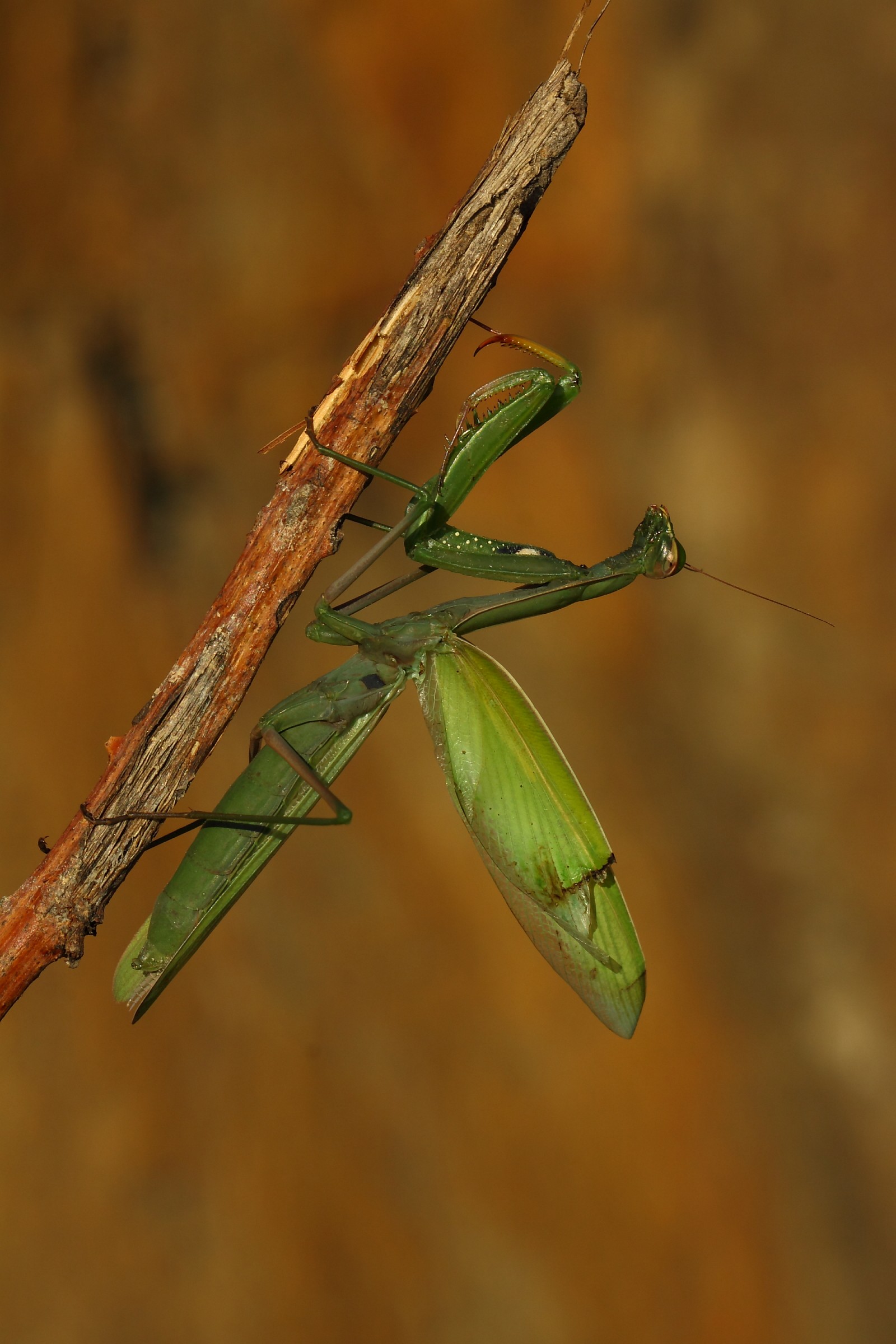 Mantide... al tramonto