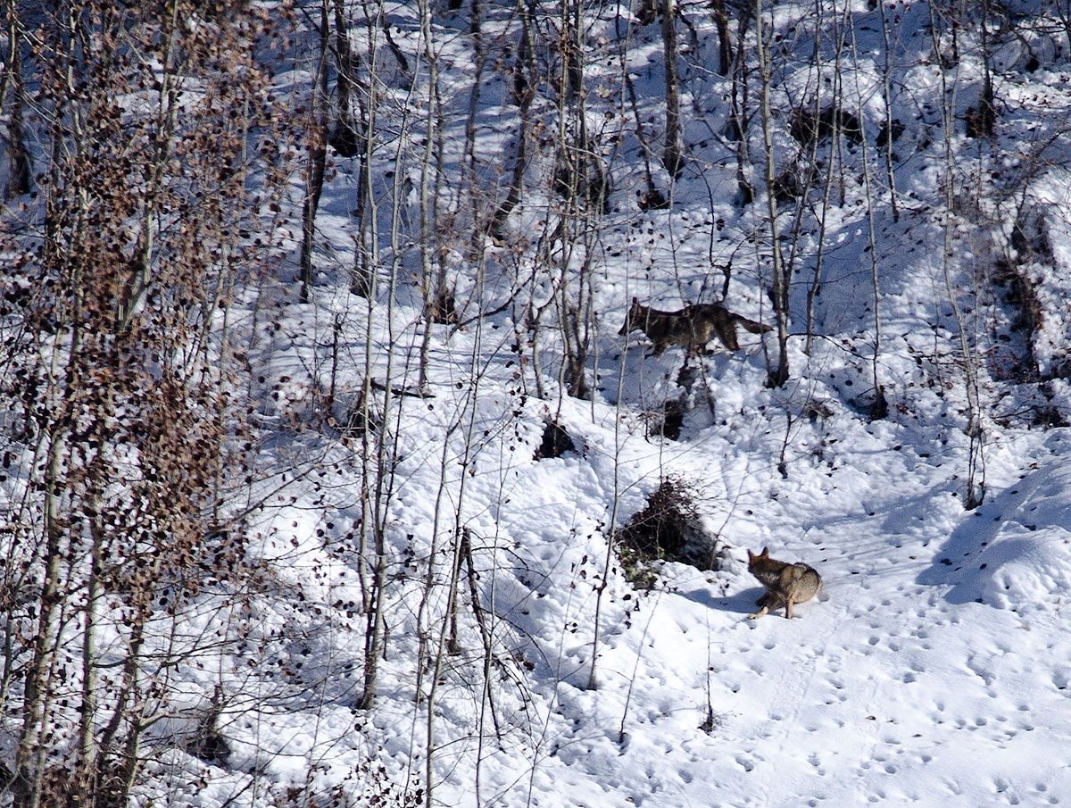 lupi (Parco del gran sasso)