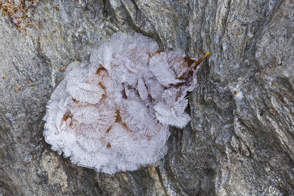 Leaf with frost