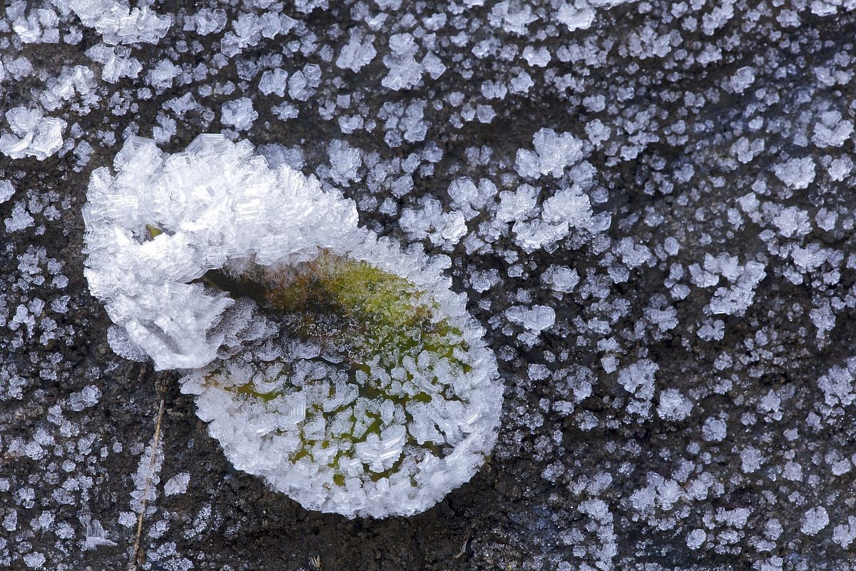 Leaf with frost